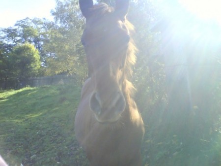 Sybilka ako žriebä